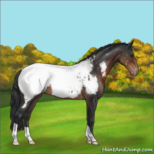 Horse Color:Brown Appaloosa 