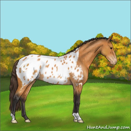 Horse Color:Buckskin Appaloosa 