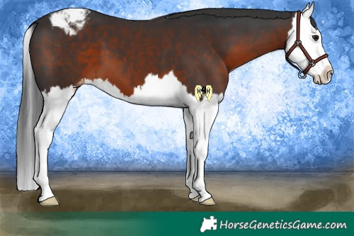 Horse Color:Brown Splash Appaloosa 