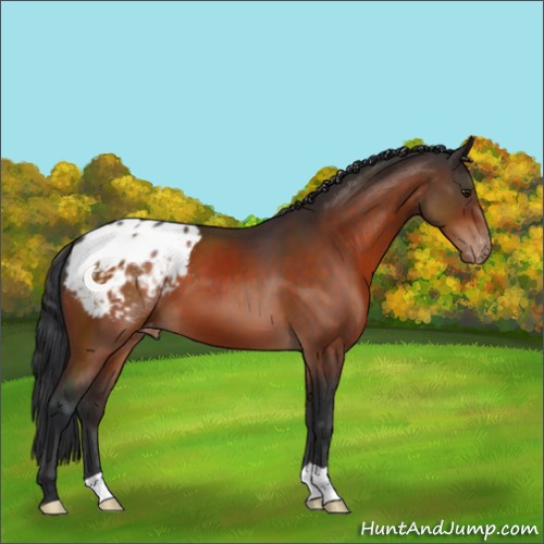 Horse Color:Brown Appaloosa 