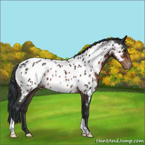 Horse Color:Brown Appaloosa 