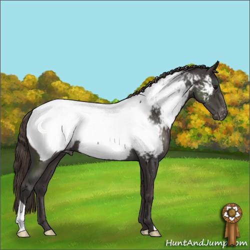 Horse Color:Smoky Black Appaloosa 