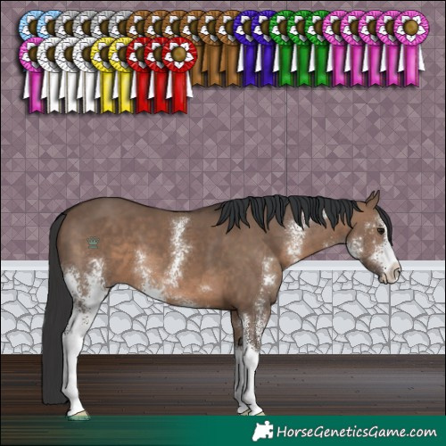 Horse Color:Brown Dun Sabino