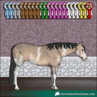 Horse Color:Brown Dun Sabino