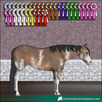Horse Color:Brown Dun Sabino 