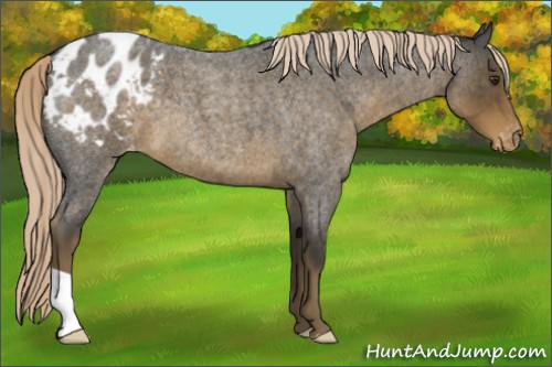 Horse Color:Chocolate Palomino Roan Appaloosa 