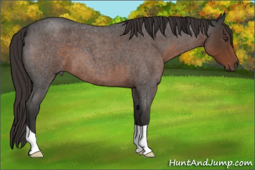 Horse Color:Liver Red Roan 