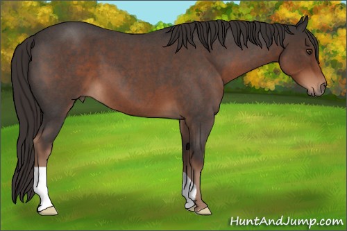 Horse Color:Liver Red Roan 