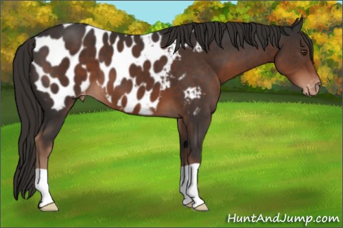 Horse Color:Liver Chestnut Near Leopard 