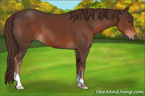 Horse Color:Liver Chestnut 