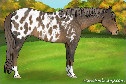 Horse Color:Chocolate Palomino Roan Appaloosa 