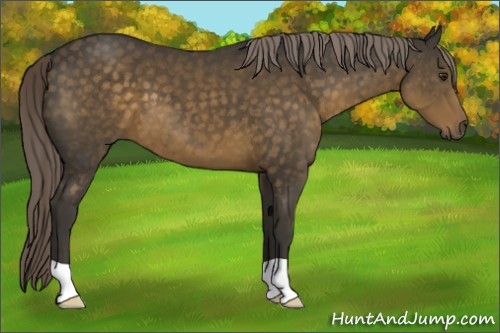 Horse Color:Chocolate Palomino 