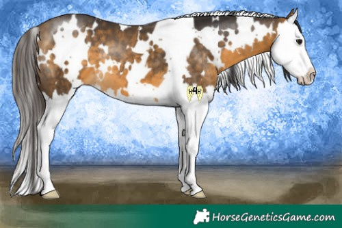 Horse Color:White Spotted Buckskin Splash