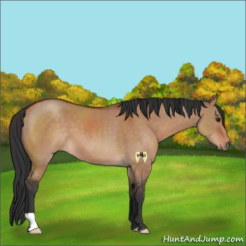 Horse Color:Bay Dun