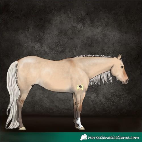 Horse Color:Silver Bay Dun 