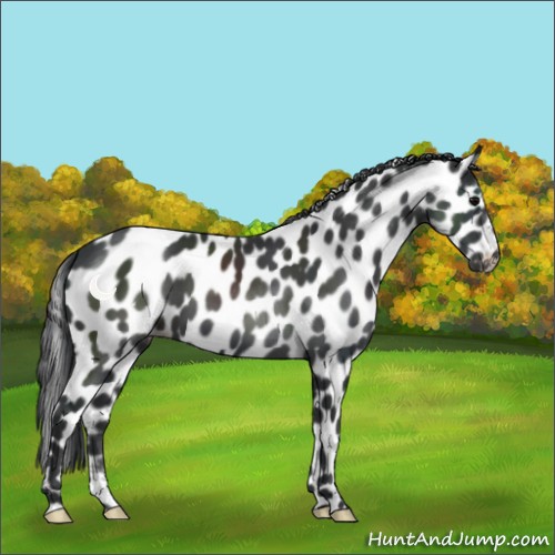 Horse Color:Black Appaloosa 