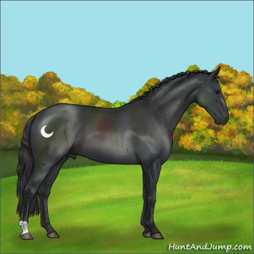 Horse Color:Black 