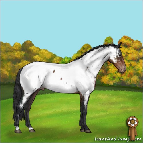 Horse Color:Brown Appaloosa 