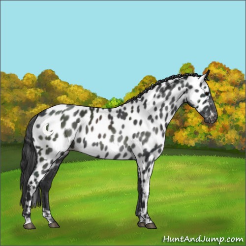 Horse Color:Black Appaloosa 