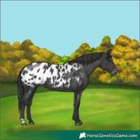 Horse Color:Black Appaloosa
