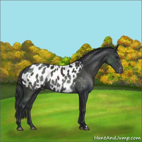 Horse Color:Black Appaloosa 