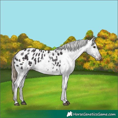 Horse Color:Smoky Black Appaloosa 