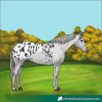Horse Color:Smoky Black Appaloosa