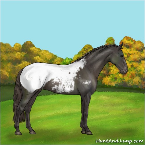 Horse Color:Smoky Black Appaloosa 