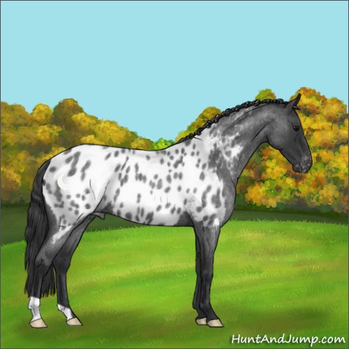 Horse Color:Blue Roan Appaloosa 
