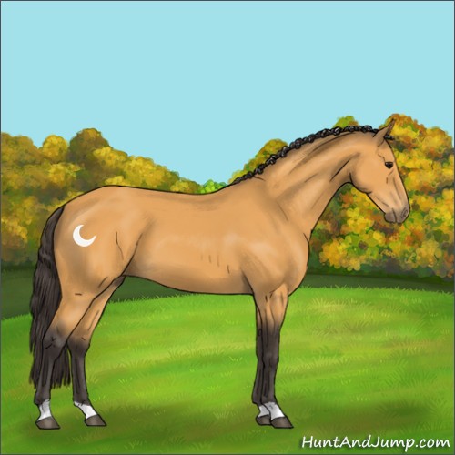 Horse Color:Buckskin 