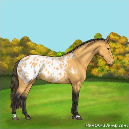 Horse Color:Buckskin Appaloosa 
