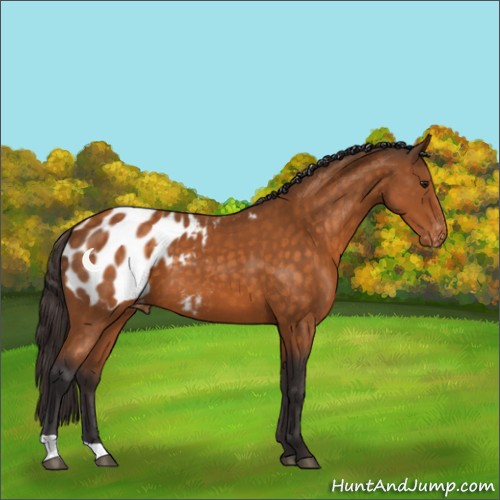 Horse Color:Buckskin Appaloosa 