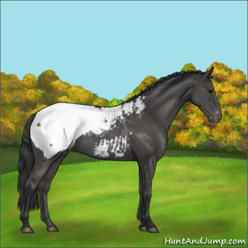 Horse Color:Black Appaloosa 