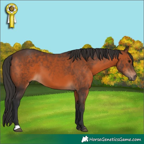 Horse Color:Brown 