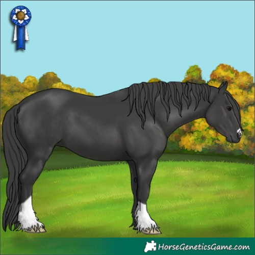 Horse Color:Black 