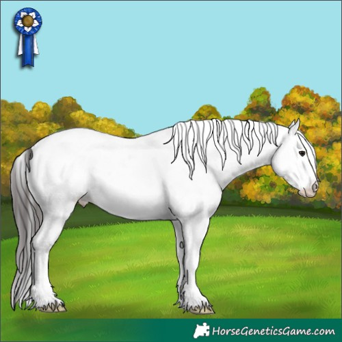 Horse Color:White Spotted Brown Appaloosa 