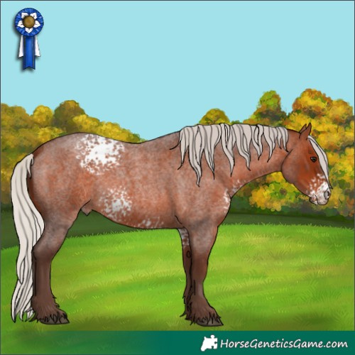 Horse Color:White Spotted Silver Bay Roan 