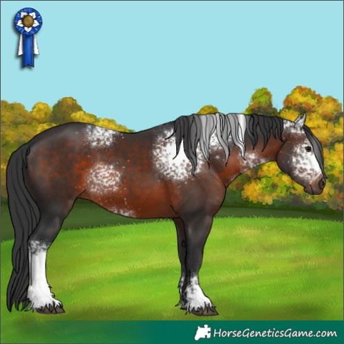 Horse Color:White Spotted Brown 