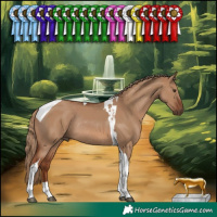 Horse Color:Red Dun Tobiano Rabicano 