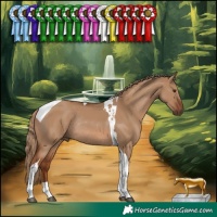 Horse Color:Red Dun Tobiano Rabicano