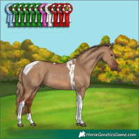 Horse Color:Red Dun Tobiano Rabicano