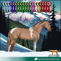 Horse Color:Red Dun Tobiano Rabicano