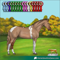 Horse Color:Red Dun Tobiano Rabicano 