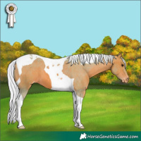Horse Color:Watercolor Silver Bay Tobiano Appaloosa 