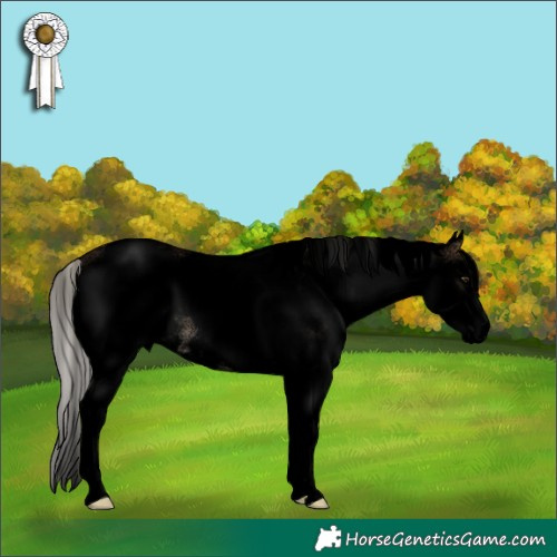 Horse Color:Void White Spotted Silver Brown Dun Appaloosa 