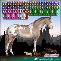 Horse Color:Liver Red Dun Sabino Tobiano Appaloosa Rabicano 