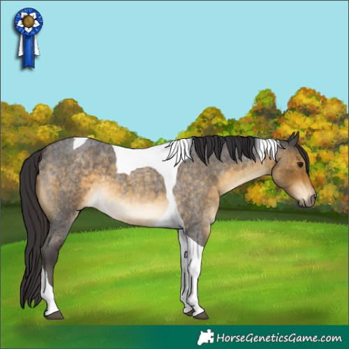 Horse Color:Buckskin Roan Tobiano 