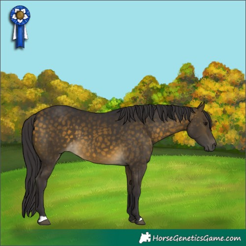 Horse Color:Buckskin 