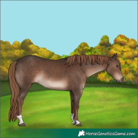 Horse Color:Liver Chestnut Tobiano