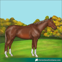 Horse Color:Chestnut 